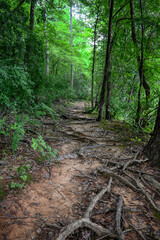 A lush footpath with tree roots backlit in the woods in NC.