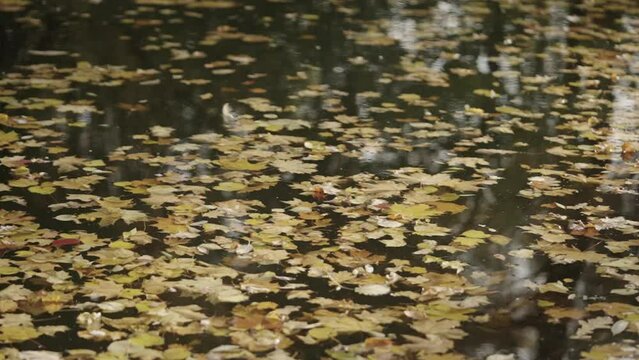 Slow motion atumn leaves falling on water surface of a pond
