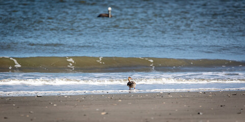 seagulls on the beach