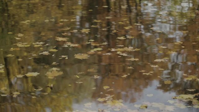 Slow motion atumn leaves falling on water surface of a pond