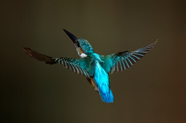 Common King fisher flight to infinity , it shows his glossy blue feathers which will attract all nature lovers eyes.