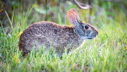 rabbit in the grass