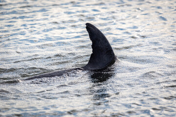 Fototapeta premium dolphin in the water