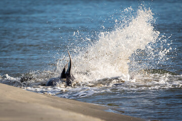 Dolphins Strand Feeding