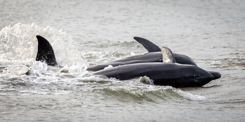 Fototapeta premium Dolphins Strand Feeding
