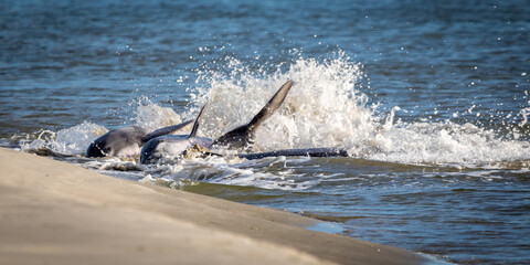 Dolphins Strand Feeding
