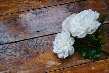 Fototapeta na wymiar White roses on a wooden background. Place for text. Holiday postcard. Copy space