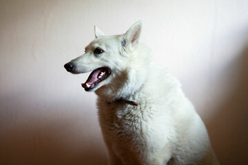 Portrait of a white West Siberian Laika. A funny meme dog with his tongue hanging out sits in profile in an apartment.