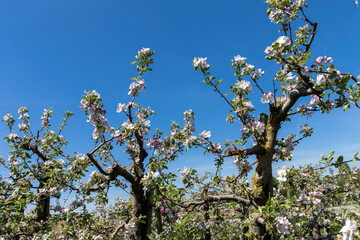 organic food and summertime, blossom of an apple tree on a sunny day