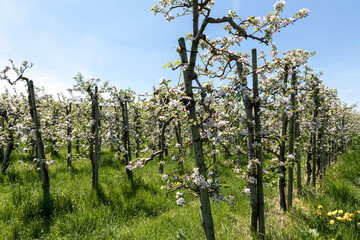 organic food and summertime, blossom of an apple tree on a sunny day