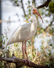 Ibis