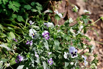 flowers