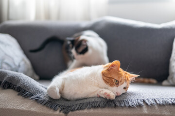 brown and white cat with yellow eyes lying on a gray sofa. close up