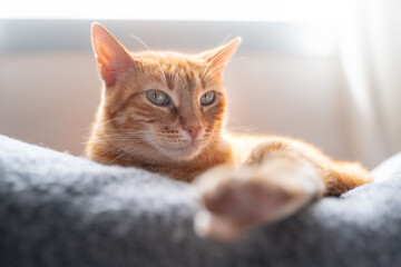 close up. brown tabby cat with green eyes on the sofa under the window