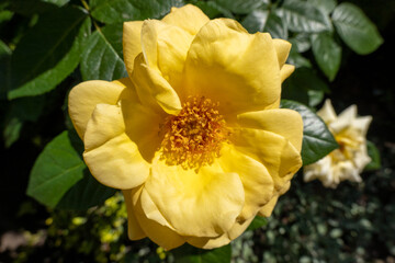 beautiful bright colorful flowers in the garden
