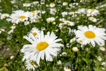 Fototapeta premium beautiful bright colorful flowers in the garden