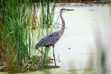 great blue heron