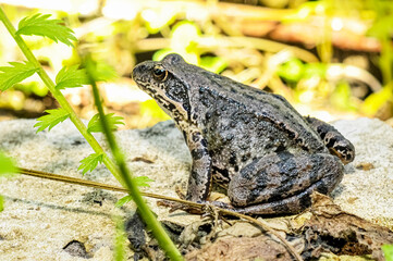 frog in the grass, photo of a frog sitting on a rock in the bushes, nature, high resolution, macro