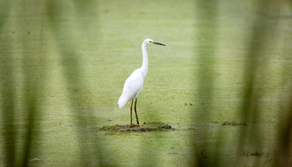 great white egret