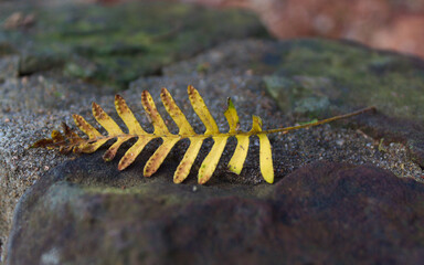 Lone Leaf Resting on a Rock 