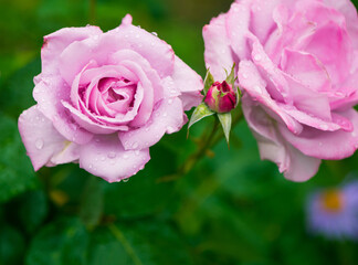 pinky garden rose flowers with rain drops at colorful background