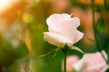 pinky garden rose flowers with rain drops at colorful background