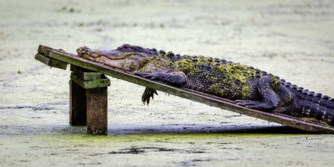 crocodile in the river