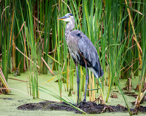 great blue heron