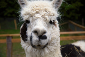 alpaca head white wool lama portrait farm animal llama livestock © Jacques Durocher