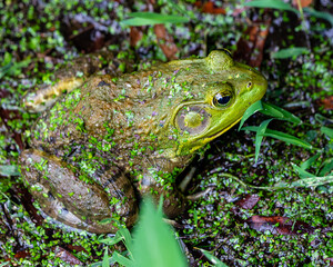 frog on the grass