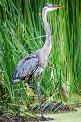 great blue heron