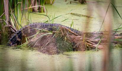alligator in the swamp