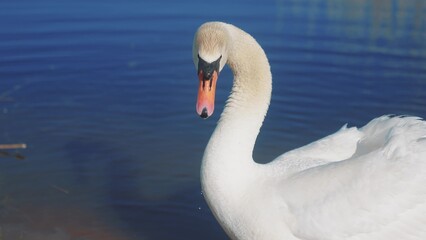 white swan on the shore near the lake. wild bird white swan on sun a pond in the wild lifestyle. a bird walk on the sand near the river in nature