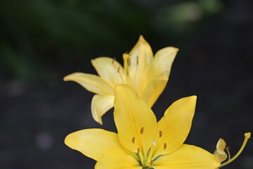 Obraz premium Fiori nel parco