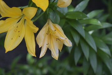 Obraz premium Fiori nel parco