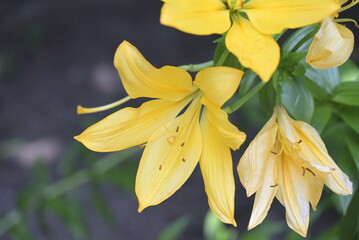 yellow lily flower