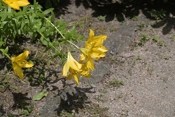 Fiori nel parco © apsc61