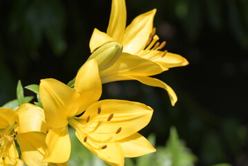 Obraz premium yellow flower