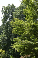 giardino di piante verdi