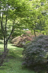 Giardino di piante verdi