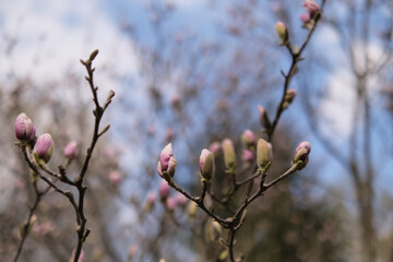 Pink Magnolia blossom in the early spring