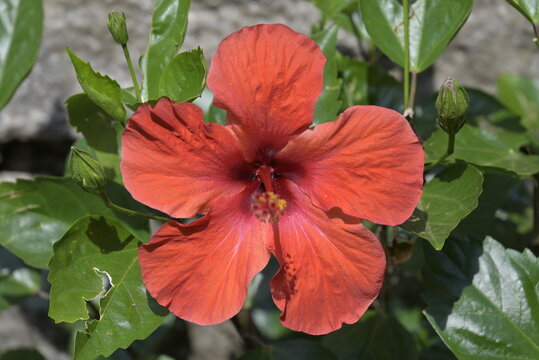 ibiscus