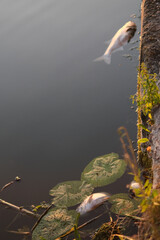 dead wild fish in polluted water in lake
