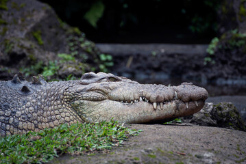 Big saltwater crocodile resting on the river bank