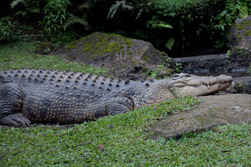 Big saltwater crocodile resting on the river bank