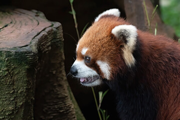 Obraz premium Beautiful images of a red panda 