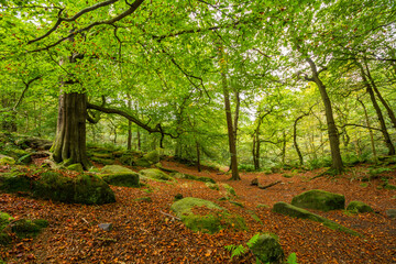 Padley Gorge, Peak District National Park in autumn