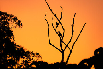 silhouette of a tree in sunset