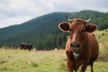 Brown milk cow in a meadow of grass and wildflowers with the Alps on background