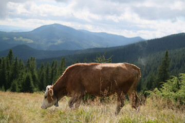 Brown milk cow in a meadow of grass and wildflowers with the Alps on background
